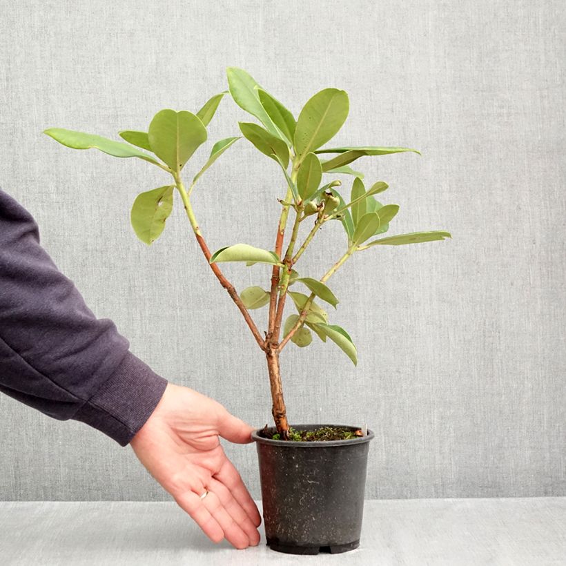 Exemplaar van Rhododendron Gomer Waterer - Grootbloemige rododendron Pot van 12 cm / 13 cm zoals geleverd in de herfst
