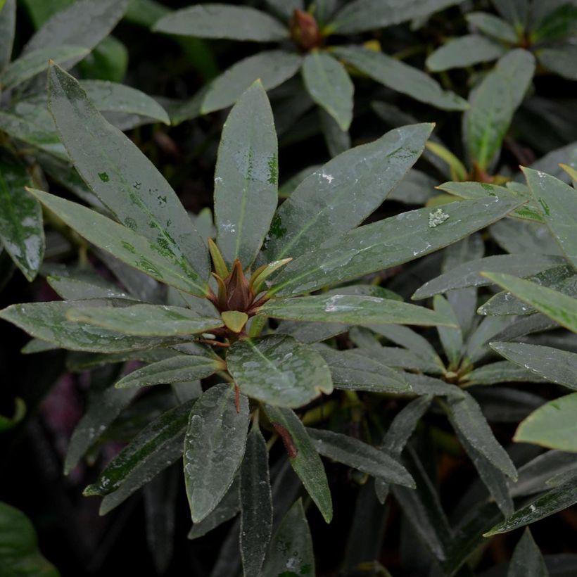 Rhododendron Graziella - Grootbloemige rododendron (Foliage)