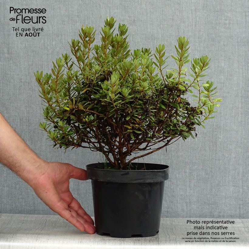 Exemplaar van Rhododendron Gristede - Dwergrododendron Pot van 2 l/3 l zoals geleverd in de zomer