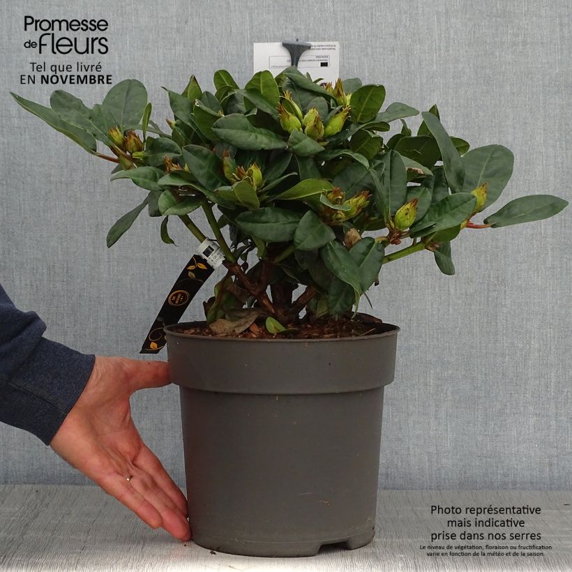 Exemplaar van Rhododendron x haematodes Lisetta - Rhododendron nain Pot de 6L/7L zoals geleverd in de herfst
