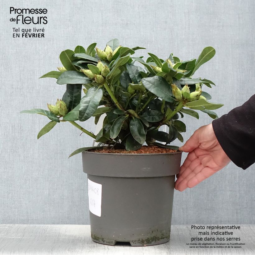 Example of Rhododendron x haematodes Lisetta - Rhododendron nain Pot van 6 l/7 l as you get in hiver