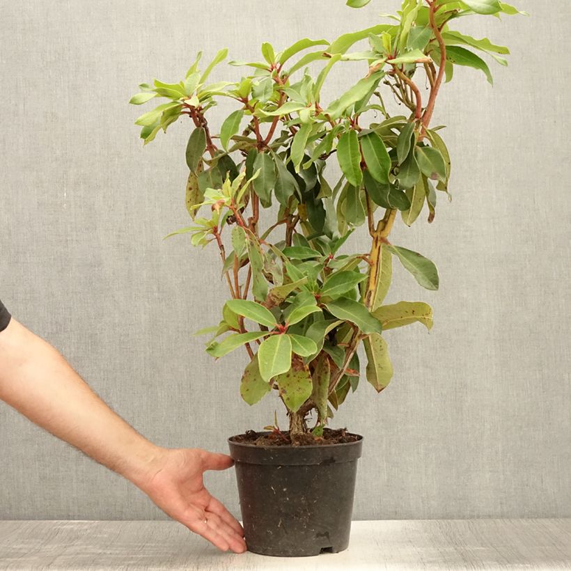Exemplaar van Rhododendron Halfdan Lem - Grootbloemige rododendron Pot van 4 l/5 l zoals geleverd in de zomer