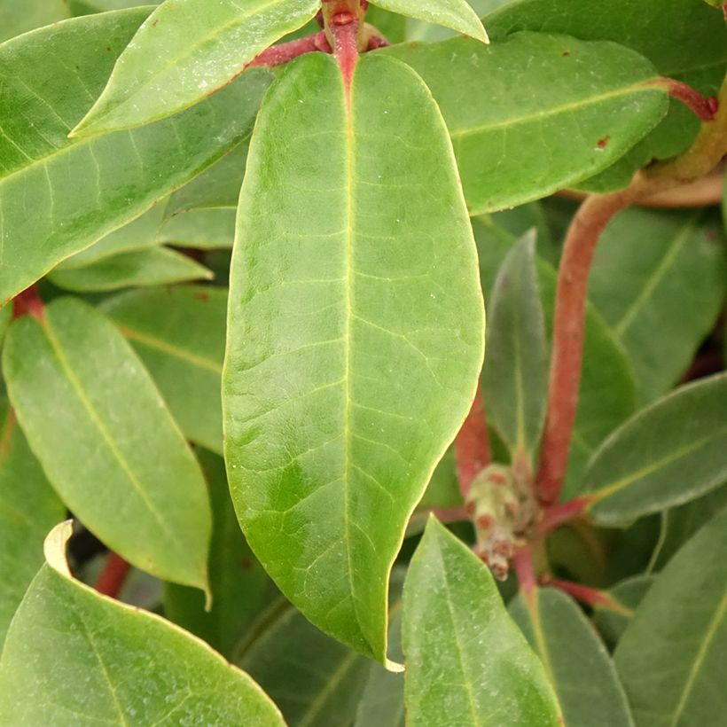 Rhododendron Halfdan Lem - Grootbloemige rododendron (Blad)