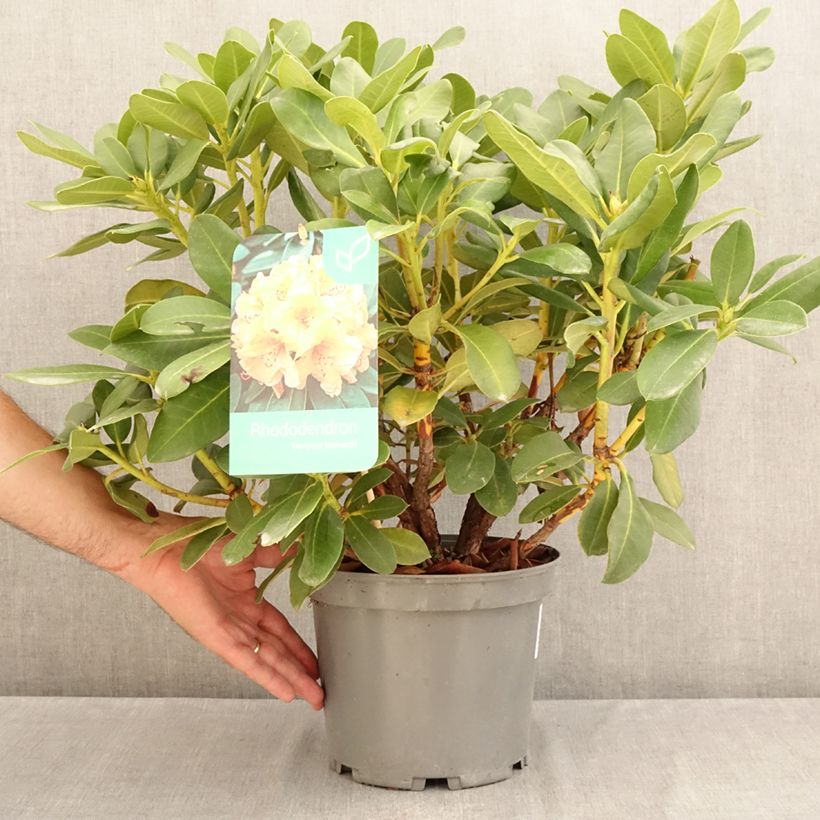 Exemplaar van Rhododendron Horizon Monarch - Grootbloemige rododendron Pot van 4 l/5 l zoals geleverd in de zomer