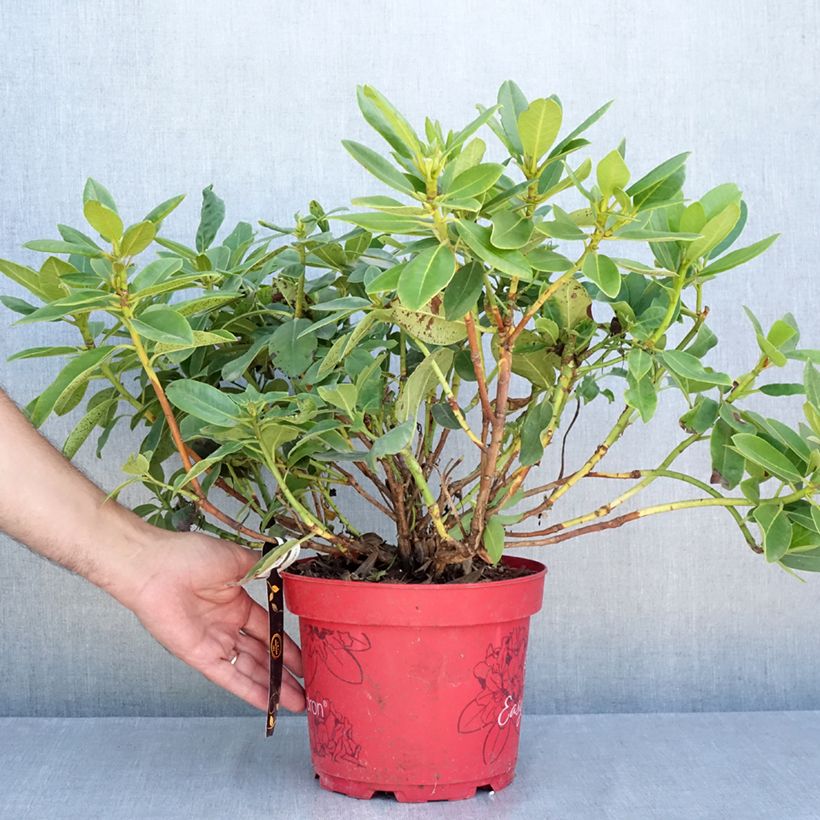 Exemplaar van Rhododendron Easydendron INKARHO Belkanto - Dwergrododendron Pot van 4 l/5 l zoals geleverd in de zomer