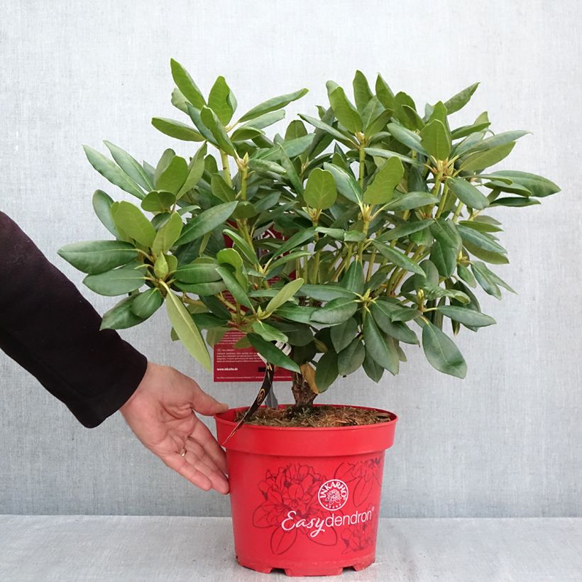 Exemplaar van Rhododendron Easydendron INKARHO English Roseum - Grootbloemige rododendron Pot van 4 l/5 l zoals geleverd in de herfst