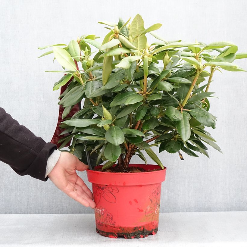 Example of Rhododendron Easydendron INKARHO English Roseum - Grootbloemige rododendron Pot van 4 l/5 l as you get in printemps