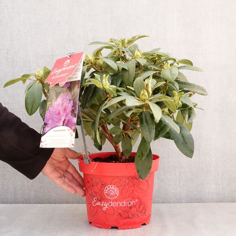 Example of Rhododendron Easydendron INKARHO Grandiflorum - Grootbloemige rododendron Pot van 4 l/5 l as you get in printemps