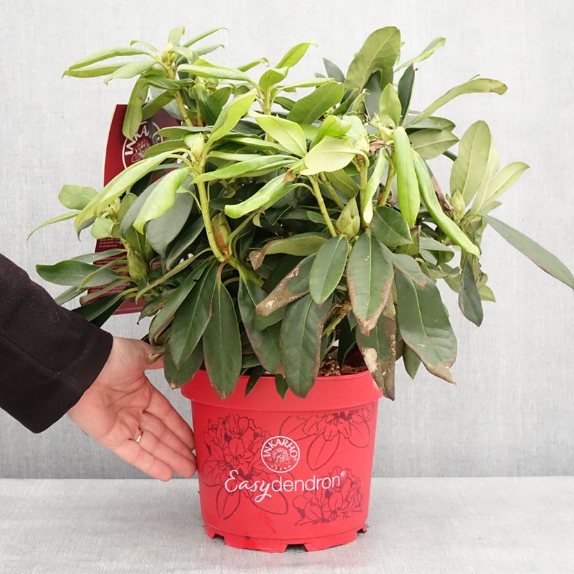 Example of Rhododendron hybride Easydendron INKARHO Orakel Pot van 7,5 l/10 l as you get in hiver