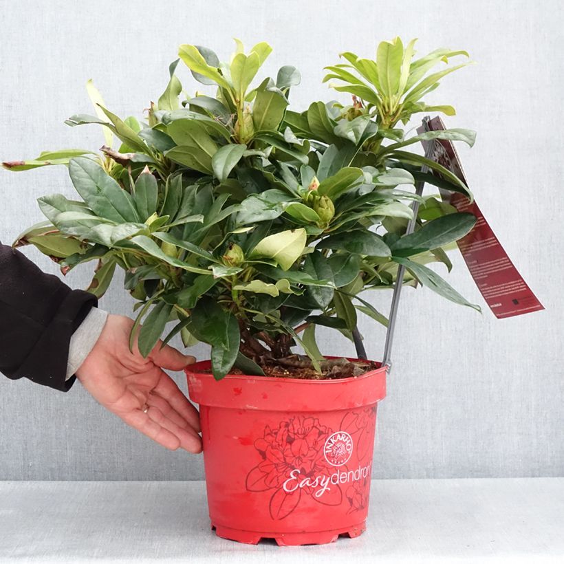Exemplaar van Rhododendron Easydendron INKARHO Orakel - Grootbloemige rododendron Pot van 7,5 l/10 l zoals geleverd in de lente