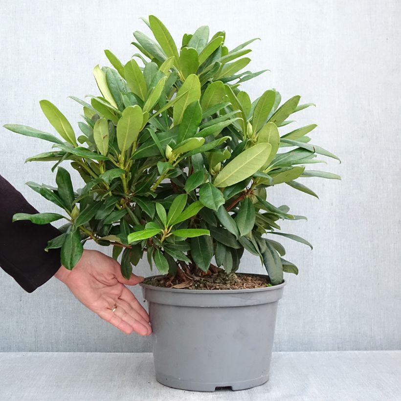 Exemplaar van Rhododendron Easydendron INKARHO Orakel - Grootbloemige rododendron Pot van 7,5 l/10 l zoals geleverd in de herfst