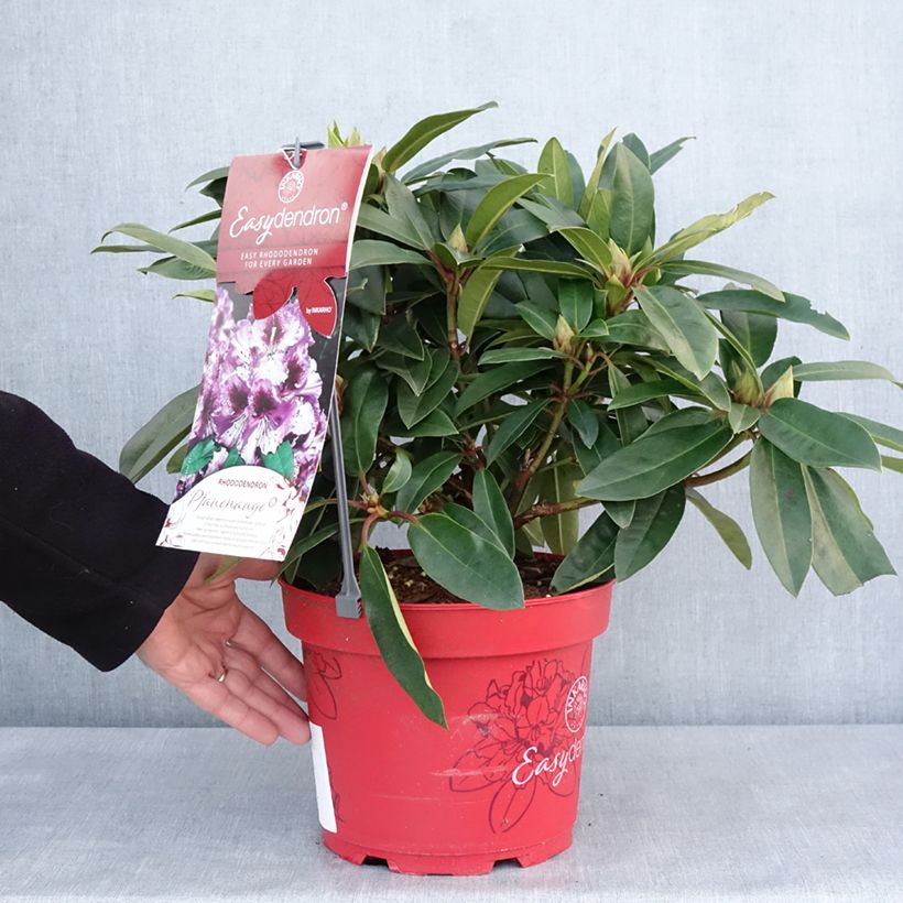 Example of Rhododendron hybride Easydendron INKARHO Pfauenauge Pot van 4 l/5 l as you get in hiver