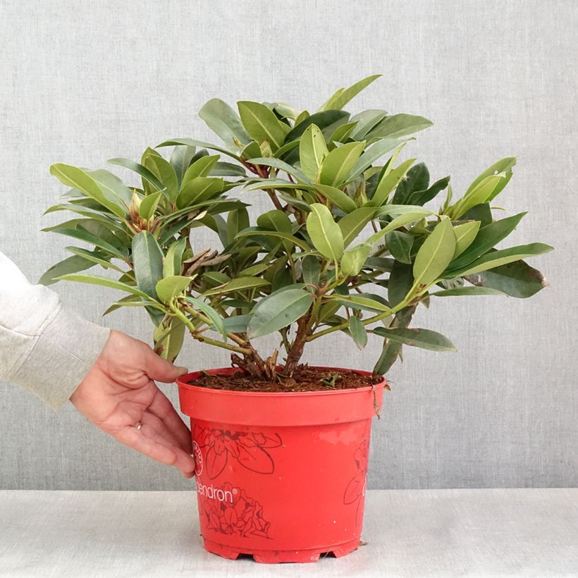 Exemplaar van Rhododendron Easydendron INKARHO Pfauenauge - Grootbloemige rododendron Pot van 4 l/5 l zoals geleverd in de lente
