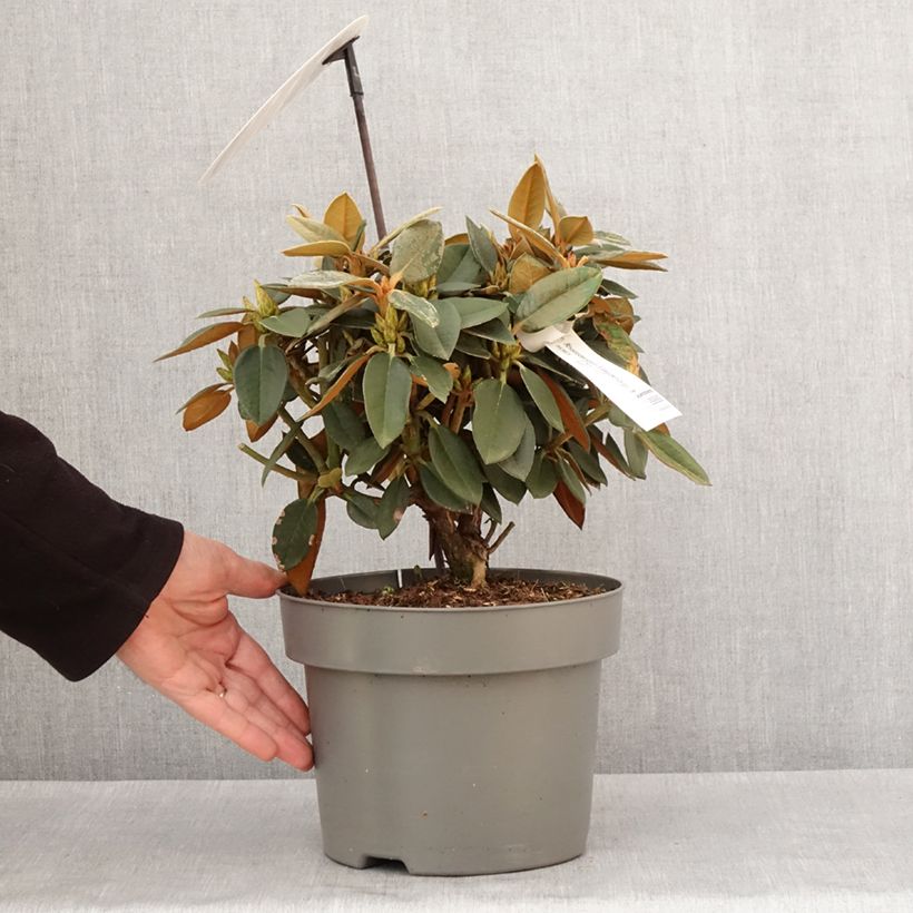 Exemplaar van Rhododendron hybride Easydendron INKARHO Rusty Dane Pot de 4L/5L zoals geleverd in de winter