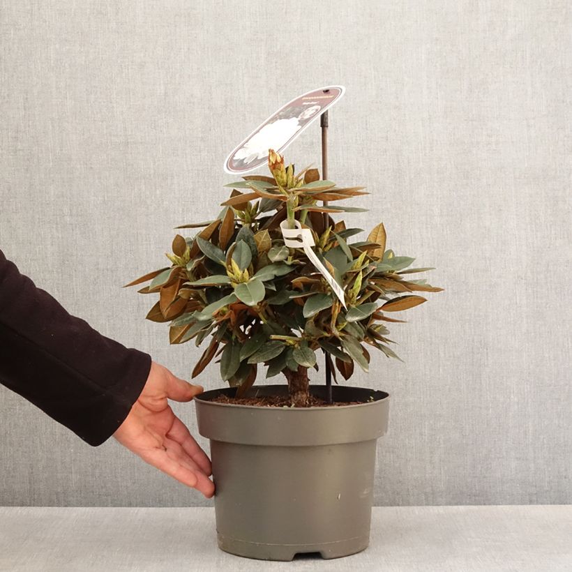 Exemplaar van Rhododendron Easydendron INKARHO Rusty Dane - Grootbloemige rododendron Pot van 4 l/5 l zoals geleverd in de lente