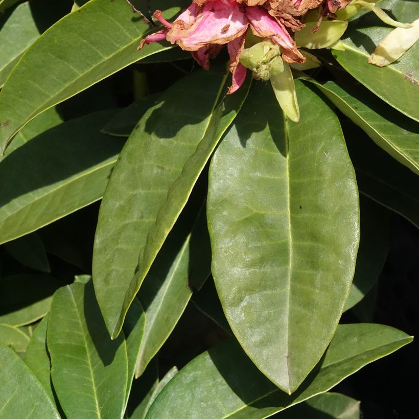 Rhododendron Inkarho Easydendron Diderk - Grootbloemige rododendron (Blad)
