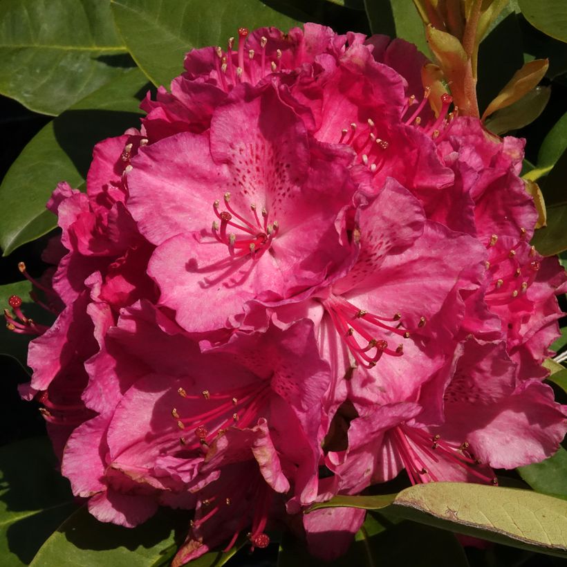 Rhododendron Inkarho Easydendron Diderk - Grootbloemige rododendron (Bloei)