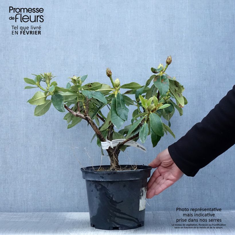 Example of Rhododendron hybride Janet Ward Pot van 4 l/5 l as you get in hiver