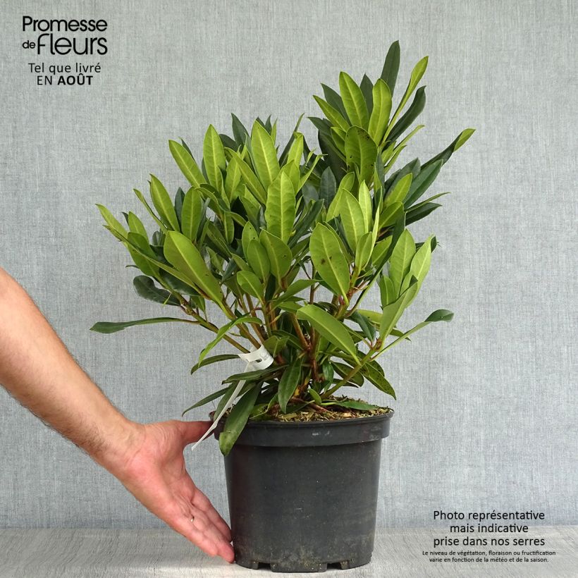 Exemplaar van Rhododendron Kabarett - Grootbloemige rododendron Pot van 4 l/5 l zoals geleverd in de zomer