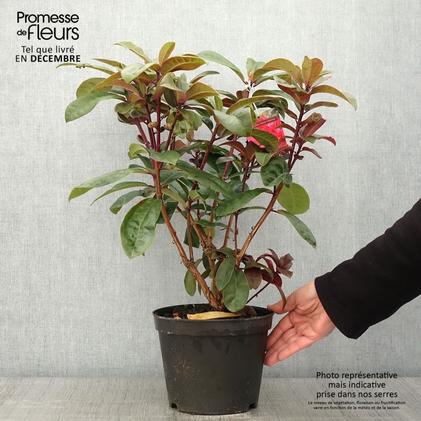 Exemplaar van Rhododendron Moser's Maroon - Grootbloemige rododendron Pot van 4 l/5 l zoals geleverd in de herfst