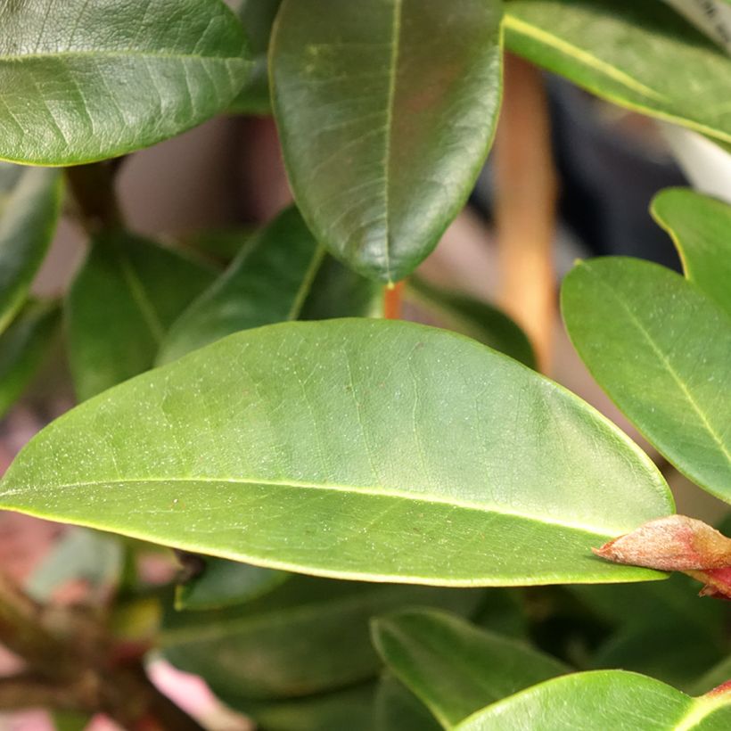 Rhododendron Naselle - Grootbloemige rododendron (Blad)