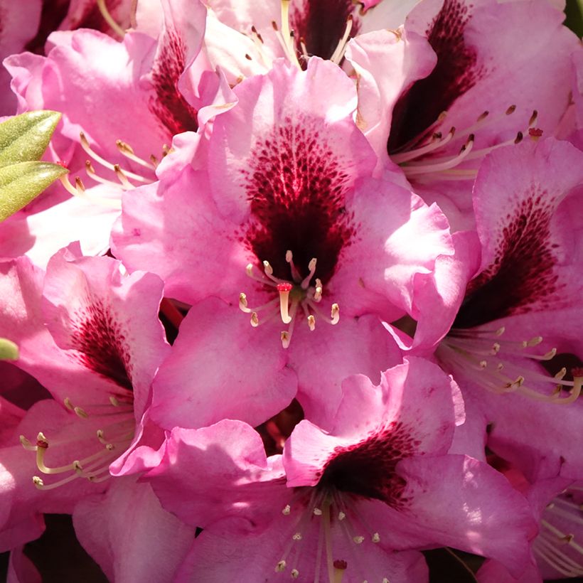 Rhododendron Raphaela - Grootbloemige rododendron (Bloei)
