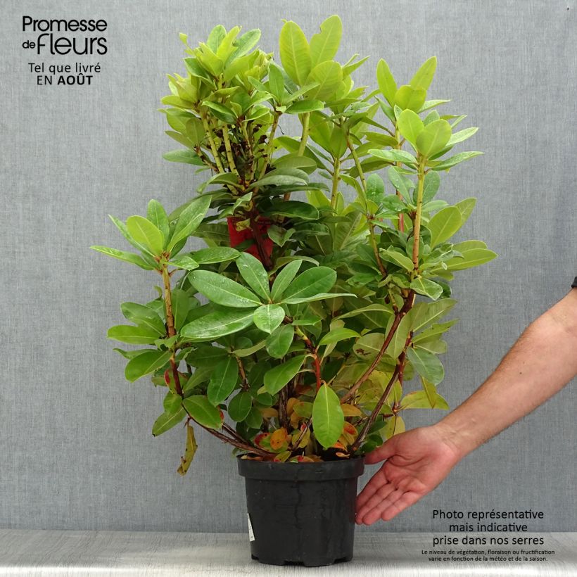 Exemplaar van Rhododendron Red Jack - Grootbloemige rododendron Pot van 4 l/5 l zoals geleverd in de zomer