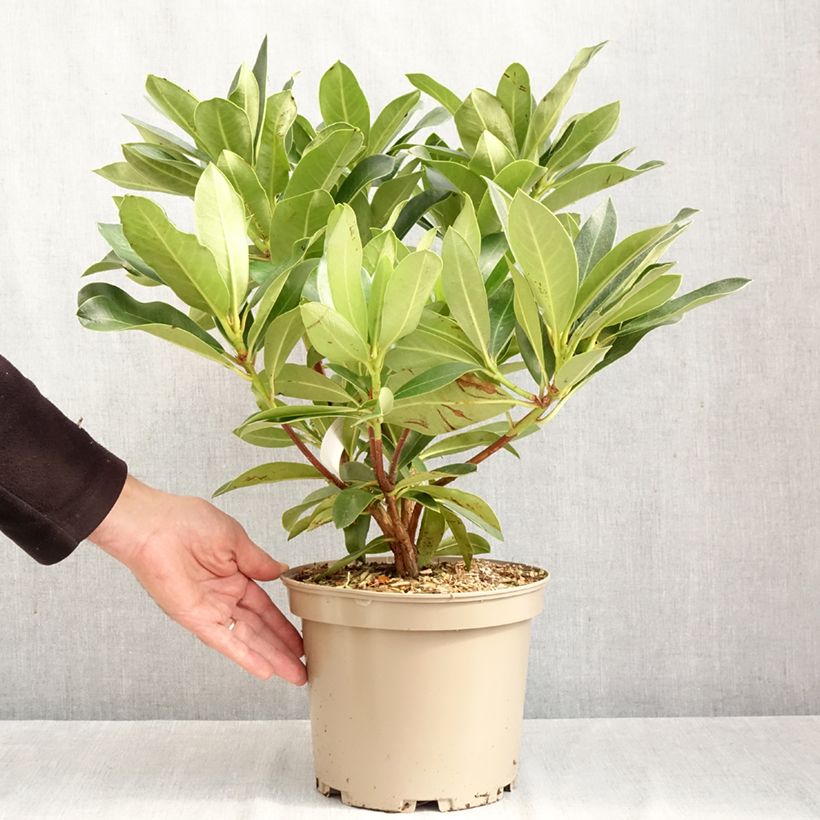 Exemplaar van Rhododendron Rwain - Grootbloemige rododendron Pot van 4 l/5 l zoals geleverd in de herfst