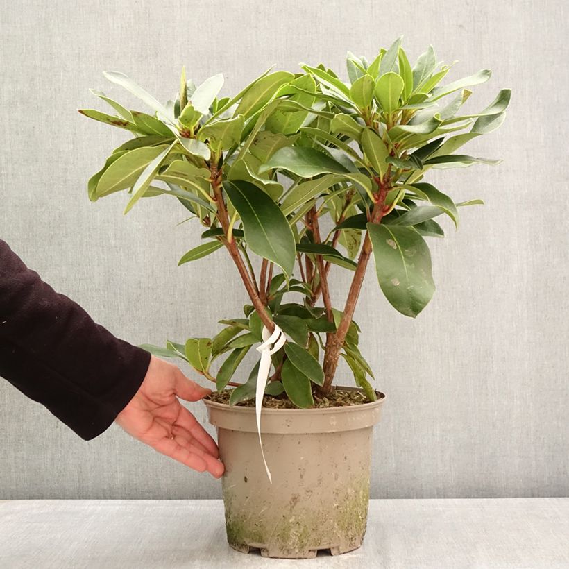 Exemplaar van Rhododendron Rwain - Grootbloemige rododendron Pot van 4 l/5 l zoals geleverd in de lente