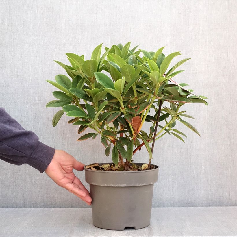 Example of Rhododendron Sun Fire - Grootbloemige rododendron Pot van 4 l/5 l as you get in automne