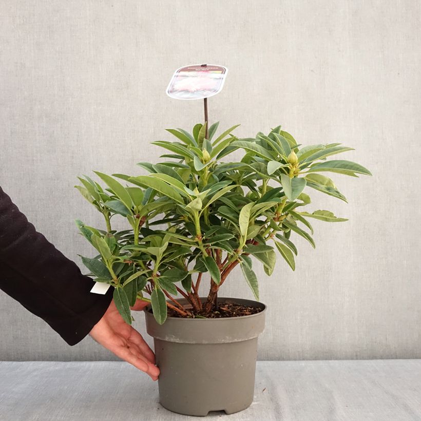 Exemplaar van Rhododendron Sun Fire - Grootbloemige rododendron Pot van 4 l/5 l zoals geleverd in de winter