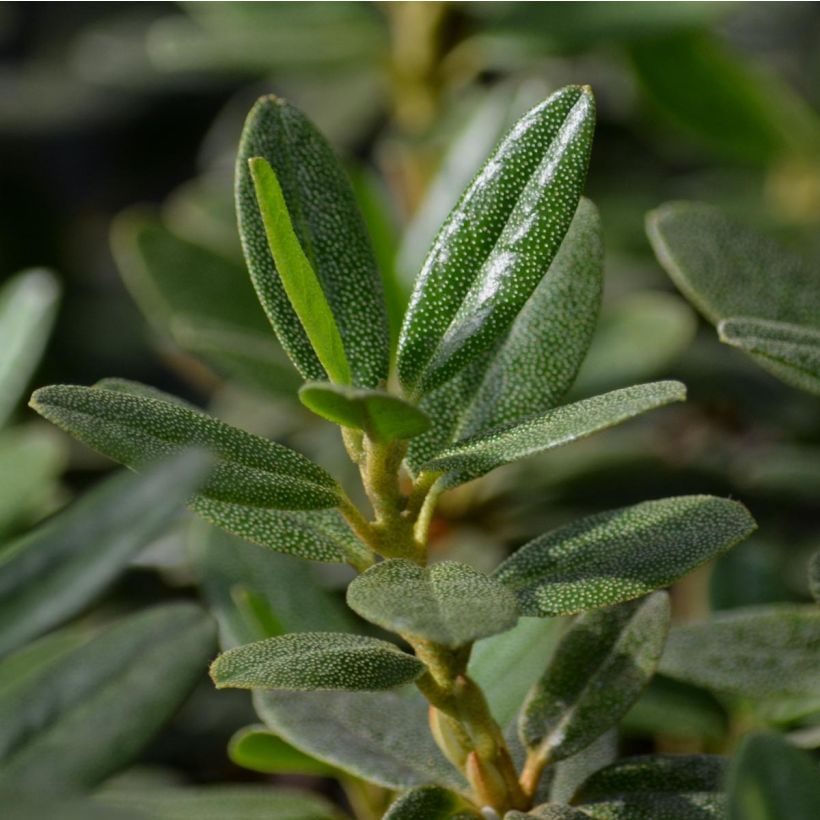 Rhododendron impeditum - Dwergrododendron (Foliage)
