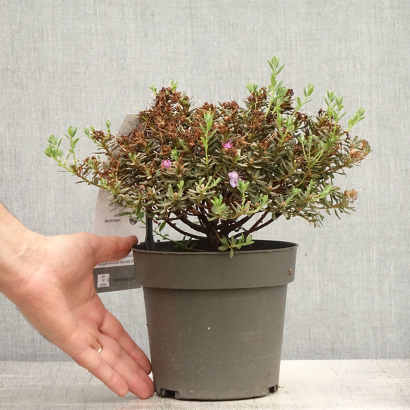 Exemplaar van Rhododendron impeditum - Dwergrododendron Pot van 2 l/3 l zoals geleverd in de zomer