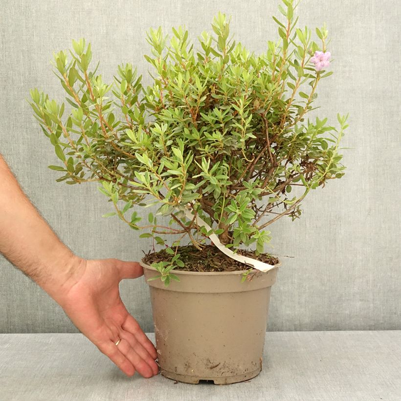 Exemplaar van Rhododendron impeditum Select - Dwergrododendron Pot van 4 l/5 l zoals geleverd in de zomer