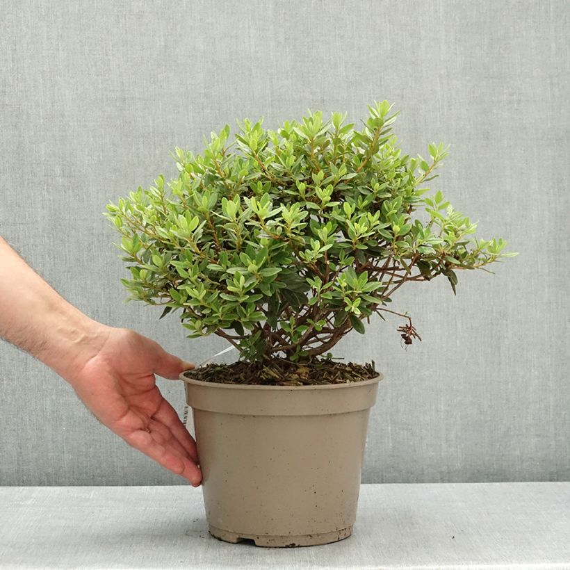 Exemplaar van Rhododendron impeditum Select - Dwergrododendron Pot van 4 l/5 l zoals geleverd in de lente