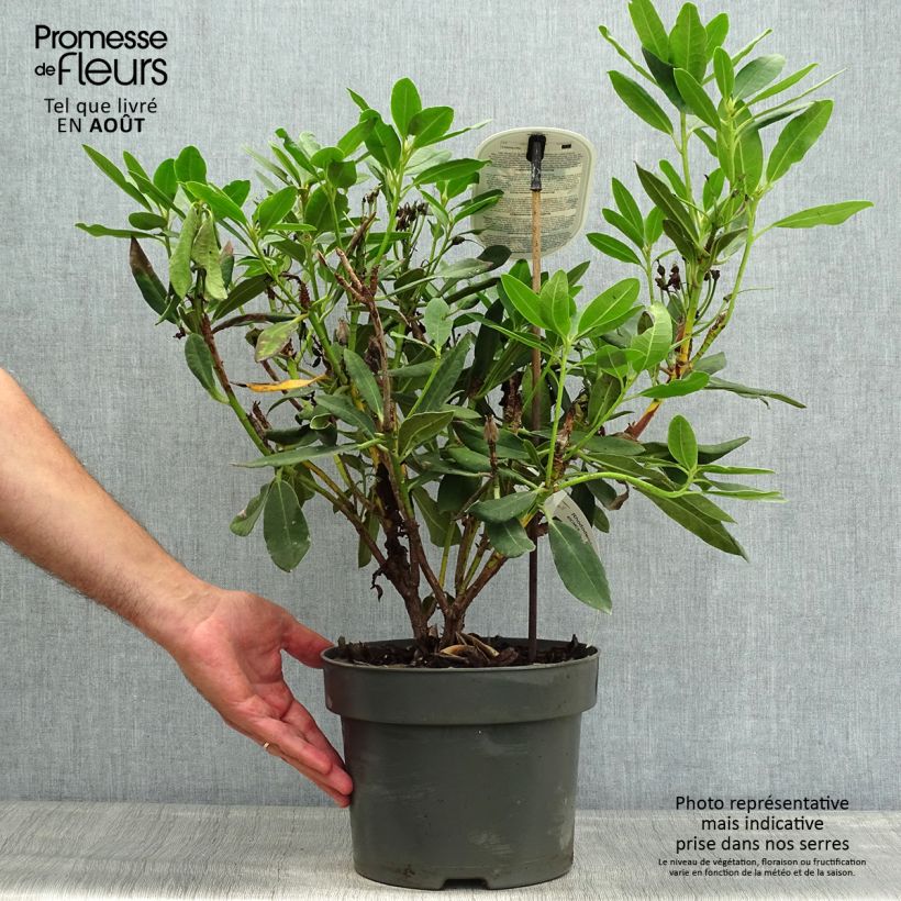Exemplaar van Rhododendron INKARHO Bernstein - Grootbloemige rododendron Pot van 4 l/5 l zoals geleverd in de zomer