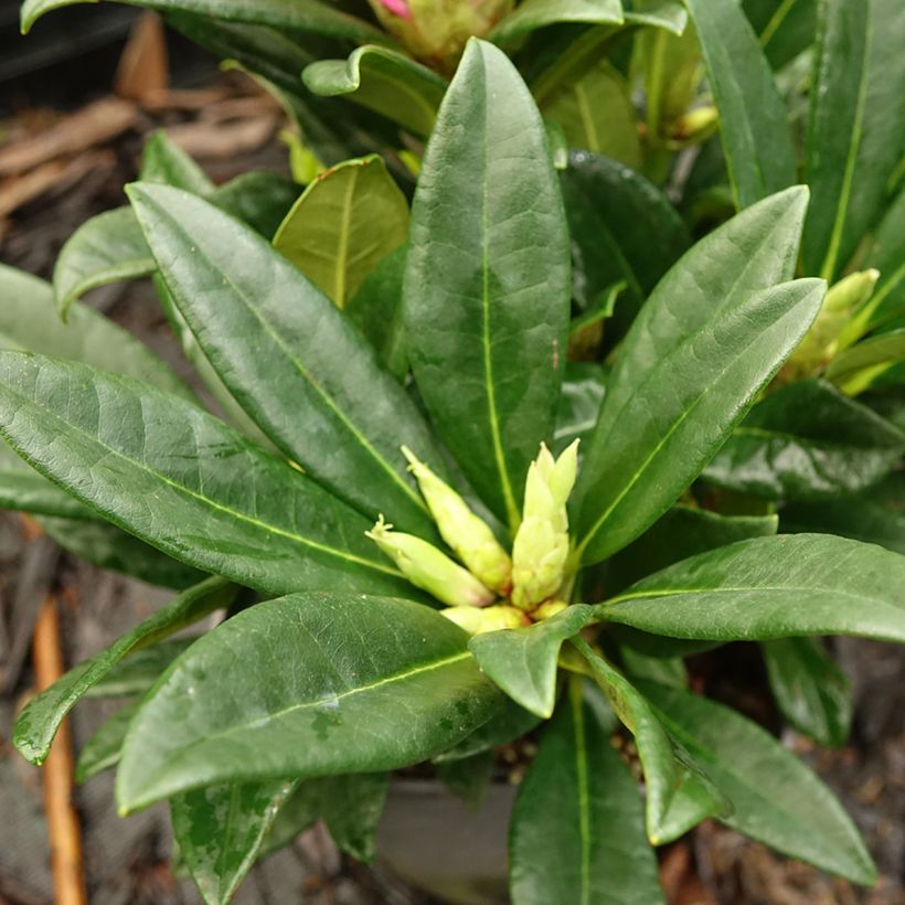 Rhododendron INKARHO Brigitte - Grootbloemige rododendron (Blad)