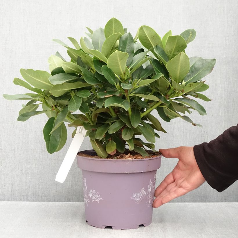 Exemplaar van Rhododendron INKARHO Lila Dufthecke - Grootbloemige rododendron Pot van 4 l/5 l zoals geleverd in de herfst