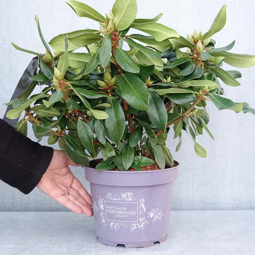 Example of Rhododendron INKARHO Lila Dufthecke - Grootbloemige rododendron Pot van 4 l/5 l as you get in hiver
