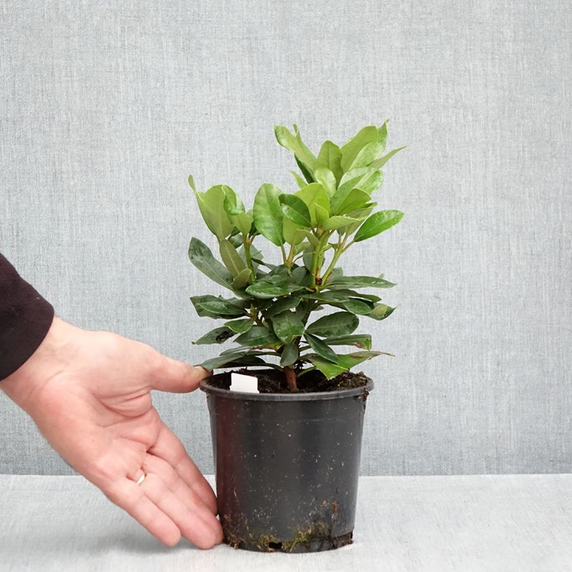 Example of Rhododendron Inkarho  Nova Zembla Pot van 12 cm / 13 cm as you get in automne