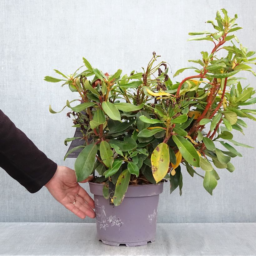 Exemplaar van Rhododendron INKARHO Rosa Dufthecke - Grootbloemige rododendron Pot van 4 l/5 l zoals geleverd in de herfst