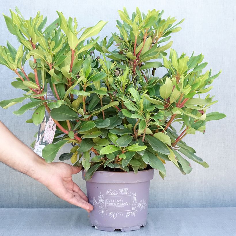 Exemplaar van Rhododendron INKARHO Rosa Dufthecke - Grootbloemige rododendron Pot van 4 l/5 l zoals geleverd in de zomer