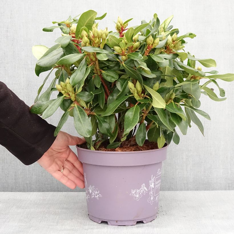 Example of Rhododendron INKARHO Rosa Dufthecke - Grootbloemige rododendron Pot van 4 l/5 l as you get in hiver