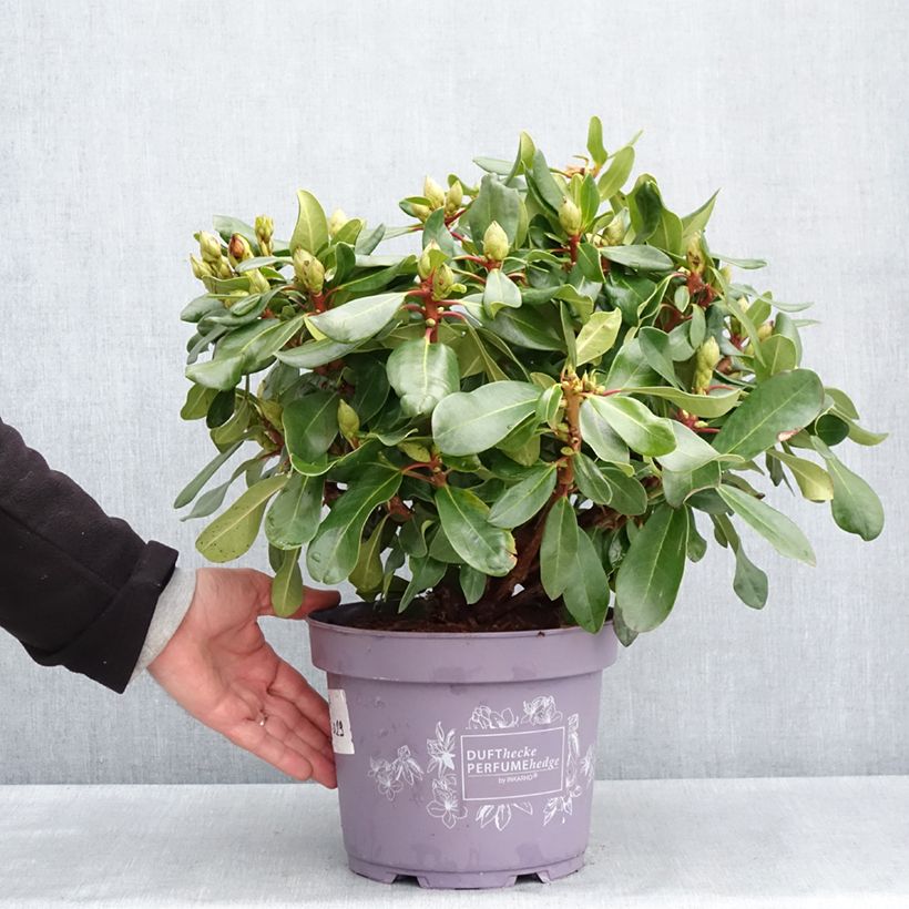 Exemplaar van Rhododendron INKARHO Rosa Dufthecke - Grootbloemige rododendron Pot van 4 l/5 l zoals geleverd in de lente
