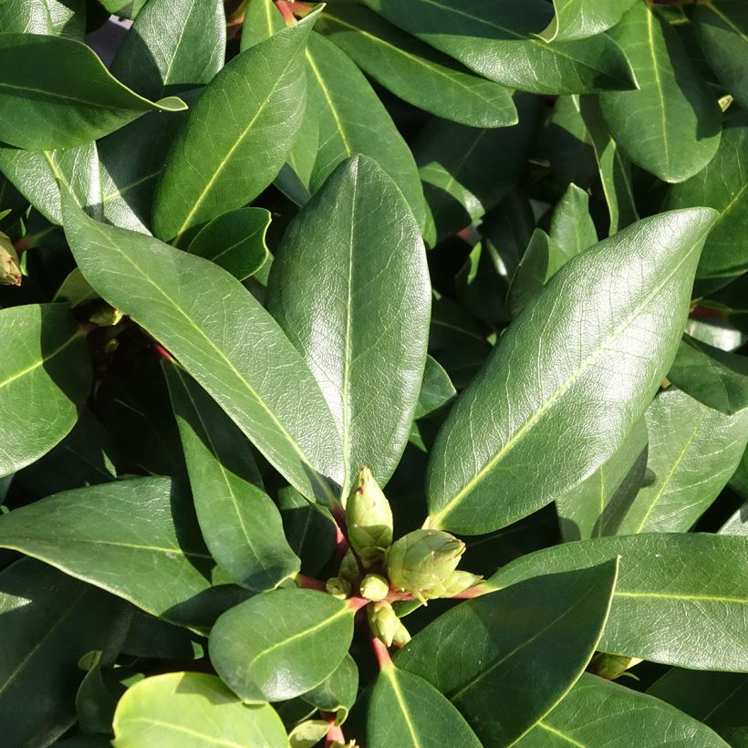 Rhododendron INKARHO Weiße Dufthecke - Grootbloemige rododendron (Blad)