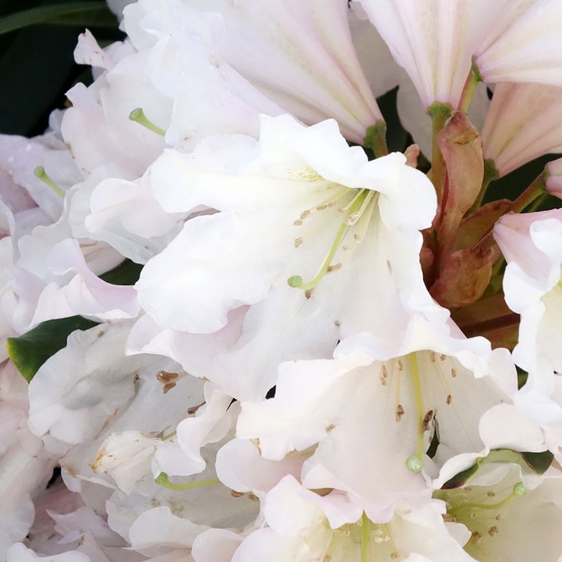 Rhododendron INKARHO Weiße Dufthecke - Grootbloemige rododendron (Bloei)
