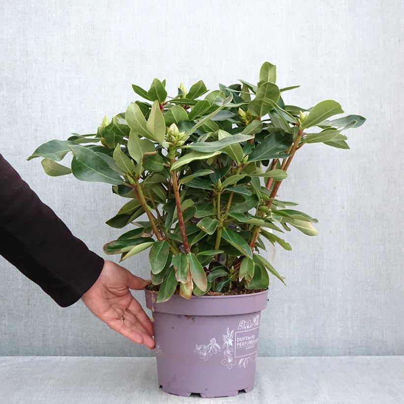 Exemplaar van Rhododendron INKARHO Weiße Dufthecke - Grootbloemige rododendron Pot van 4 l/5 l zoals geleverd in de herfst
