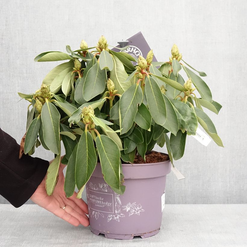 Example of Rhododendron INKARHO Weiße Dufthecke - Grootbloemige rododendron Pot van 4 l/5 l as you get in hiver