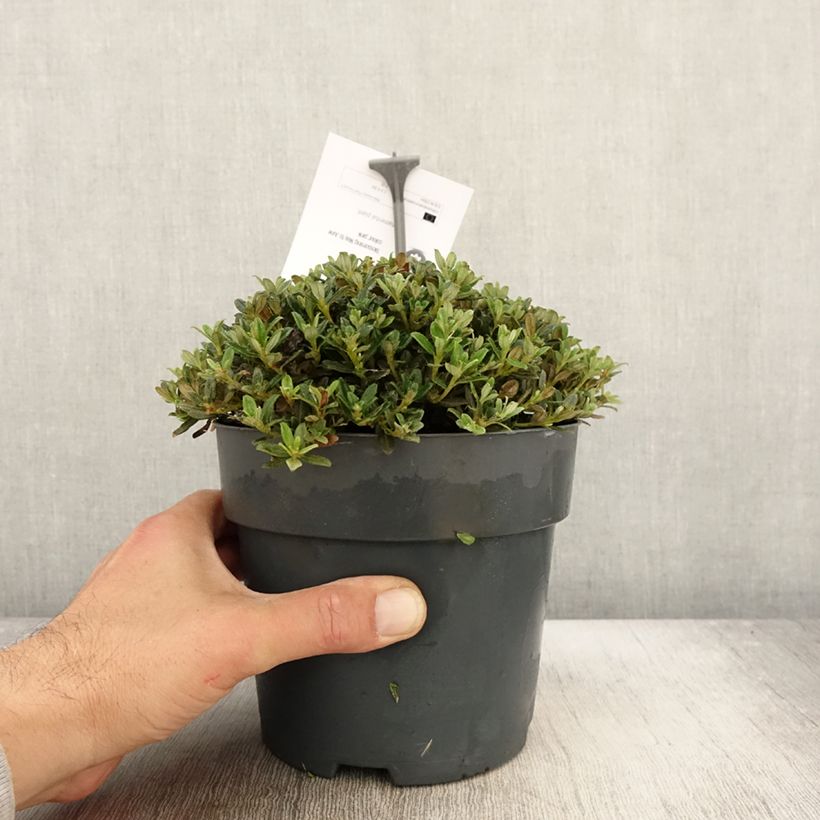 Exemplaar van Rhododendron keleticum - Dwergrododendron Pot van 2 l/3 l zoals geleverd in de herfst