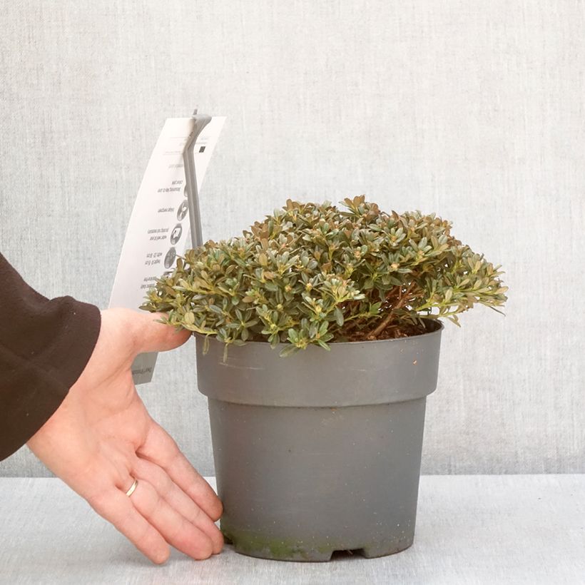 Example of Rhododendron keleticum - Rhododendron nain Pot van 2 l/3 l as you get in hiver